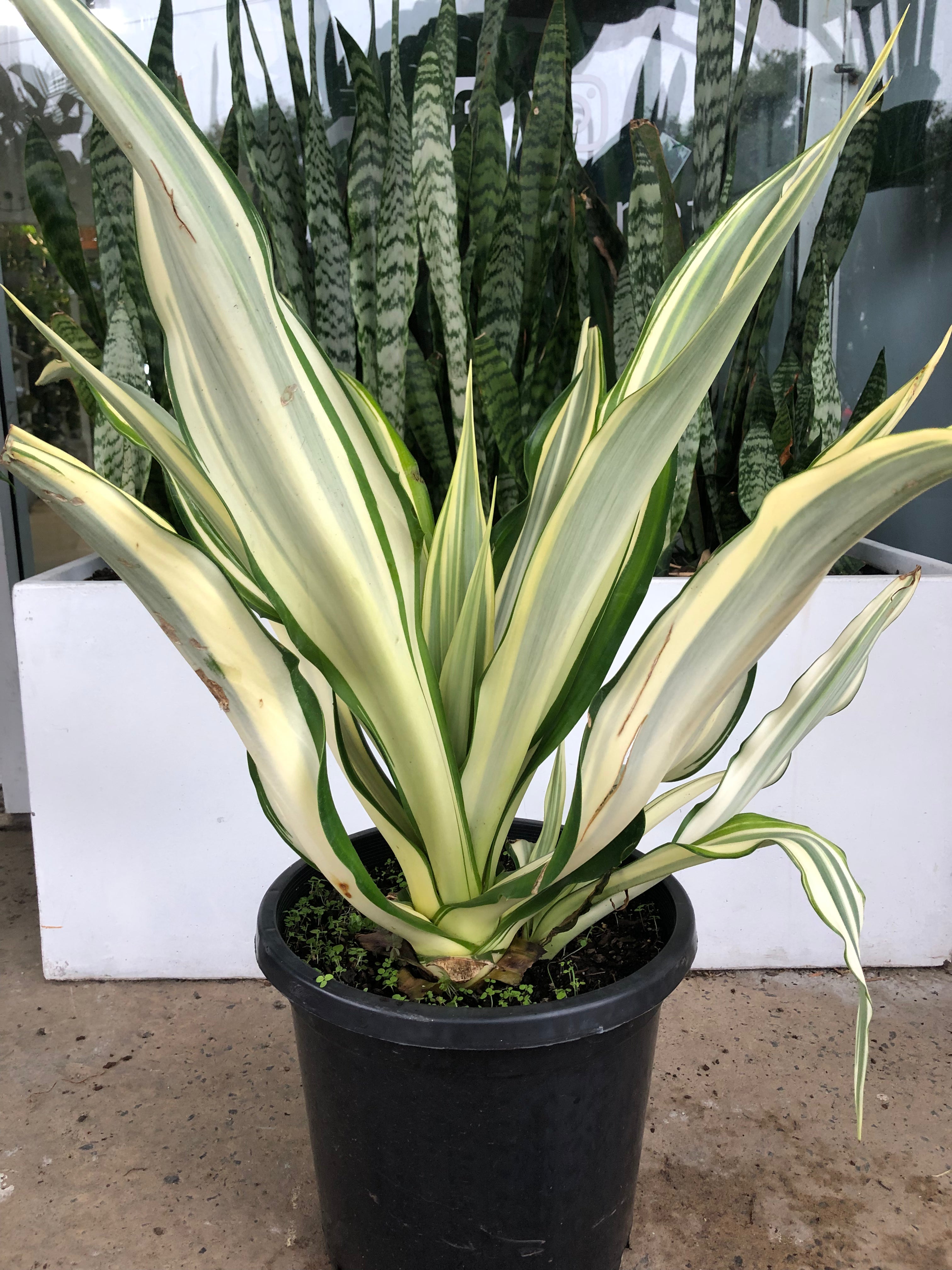 Furcraea foetida ‘Variegata’ - Mauritius Hemp