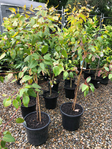 Eucalyptus cladocalyx nana - Dwarf Sugar Gum