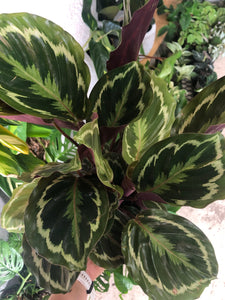 Calathea veitchiana -  Medallion Prayer Plant