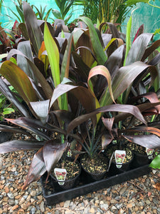 Cordyline fruticosa 'Negra' - Black Leaf Cordyline