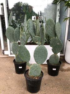 Opuntia burbank - Spineless Prickly Pear