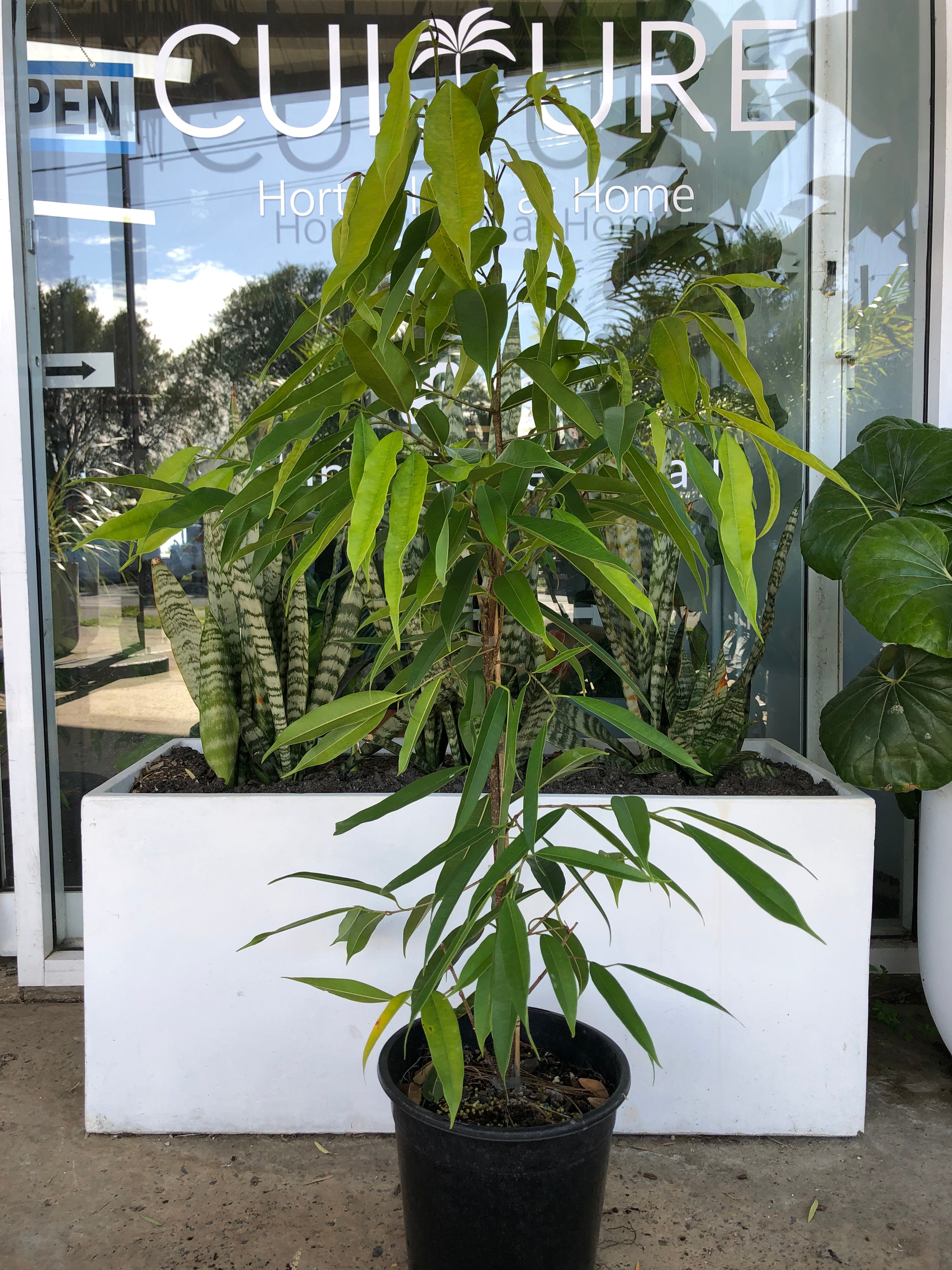 Ficus longifolia ‘Sabre’ - Long Leaf Fig