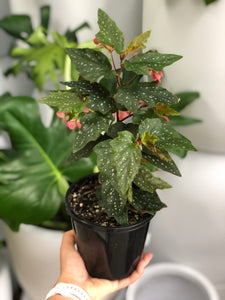 Begonia medora - Angel Wing Begonia