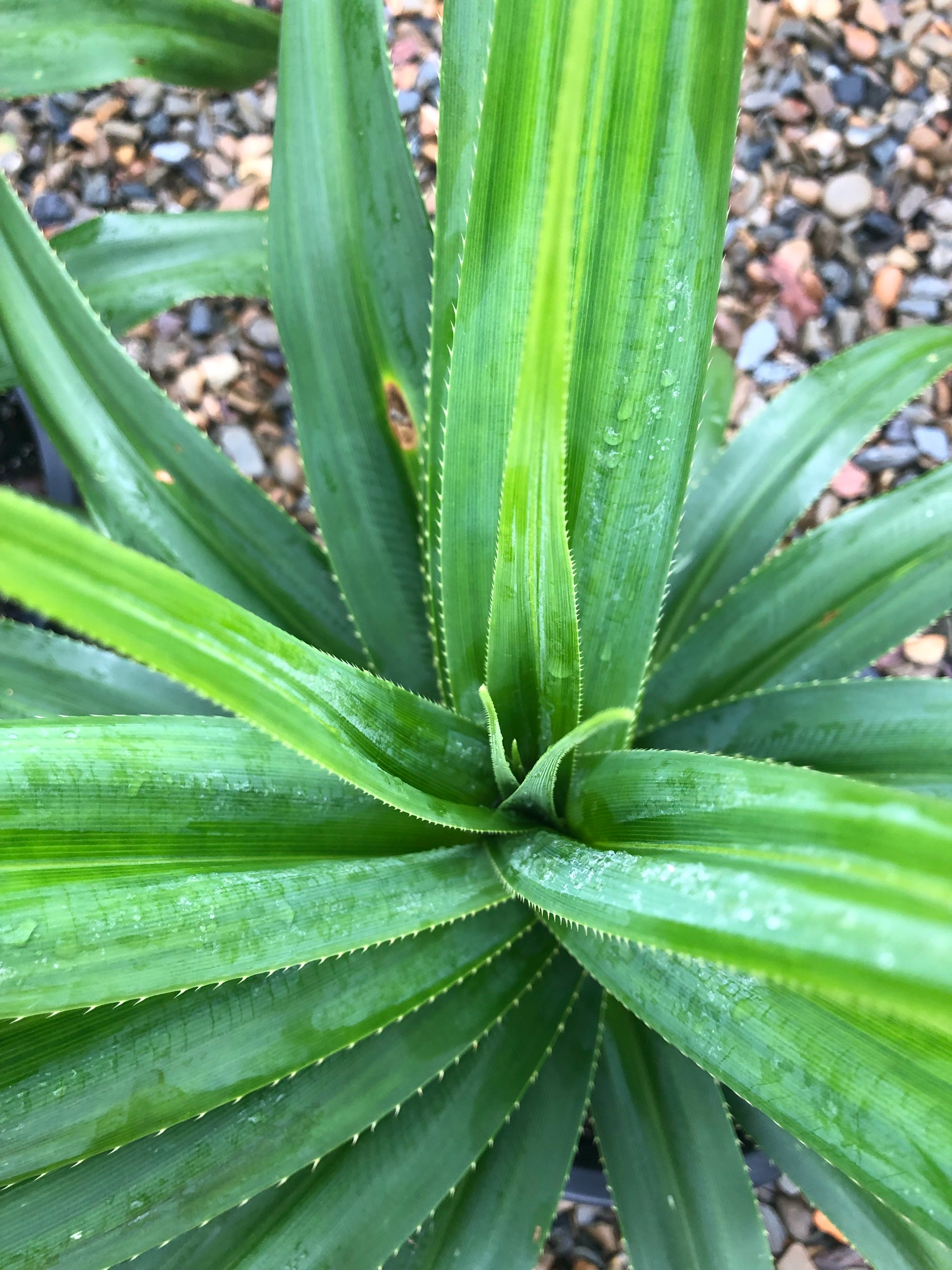 Pandanus utilis - Screwpine