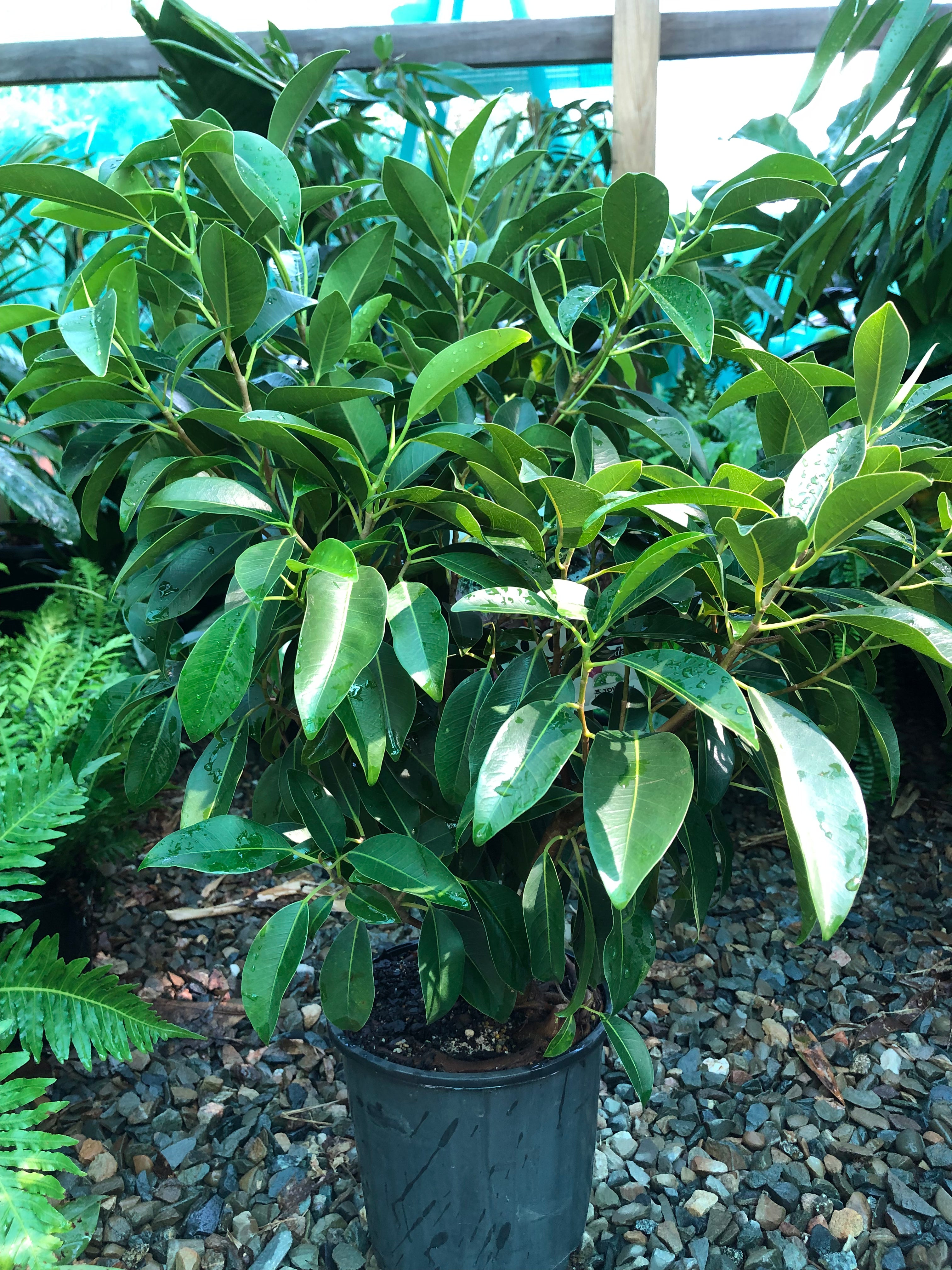 Ficus obliqua ‘Figaro’ - Small-Leaved Fig