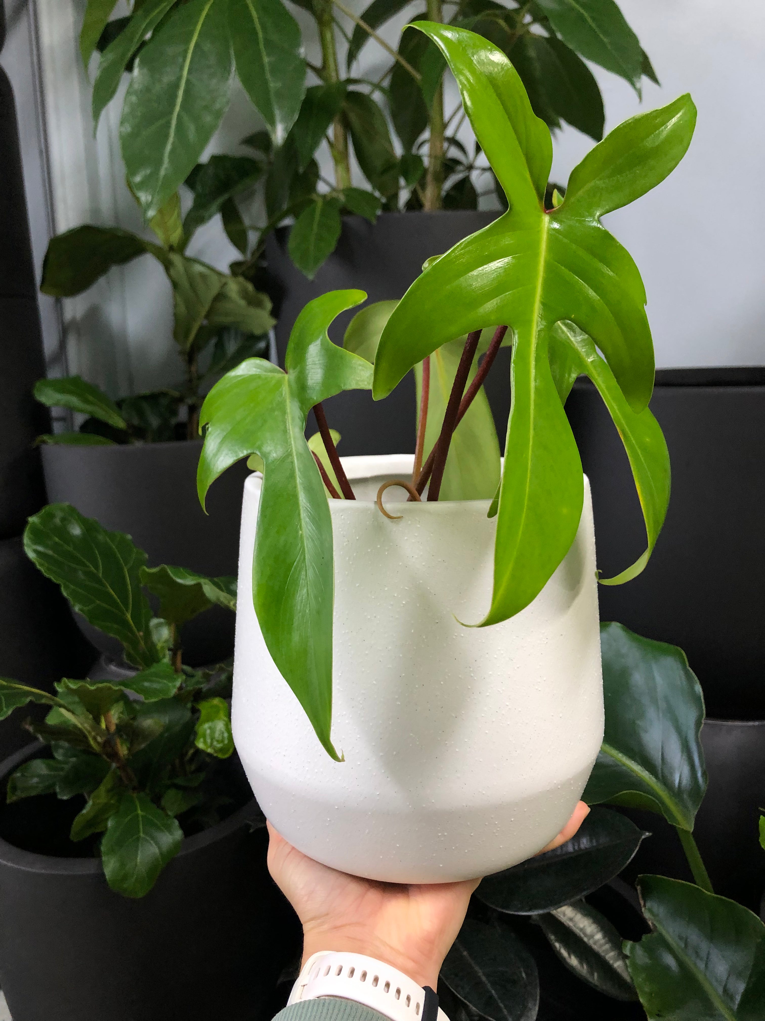 Juno Indoor Pot