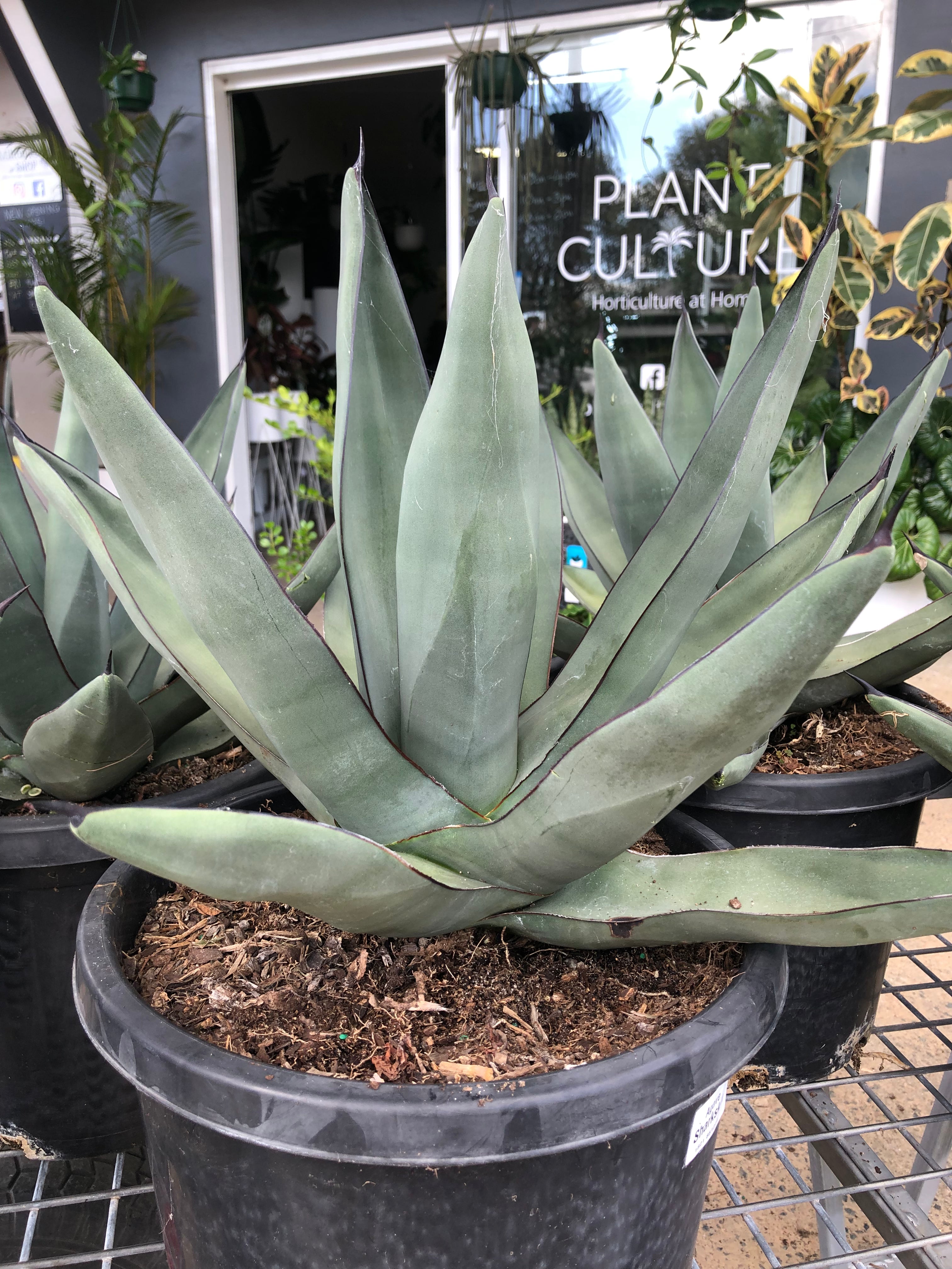 Agave ‘Sharkskin’