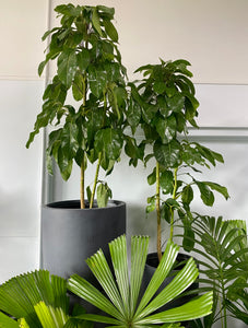 Schefflera actinophylla - Umbrella Tree