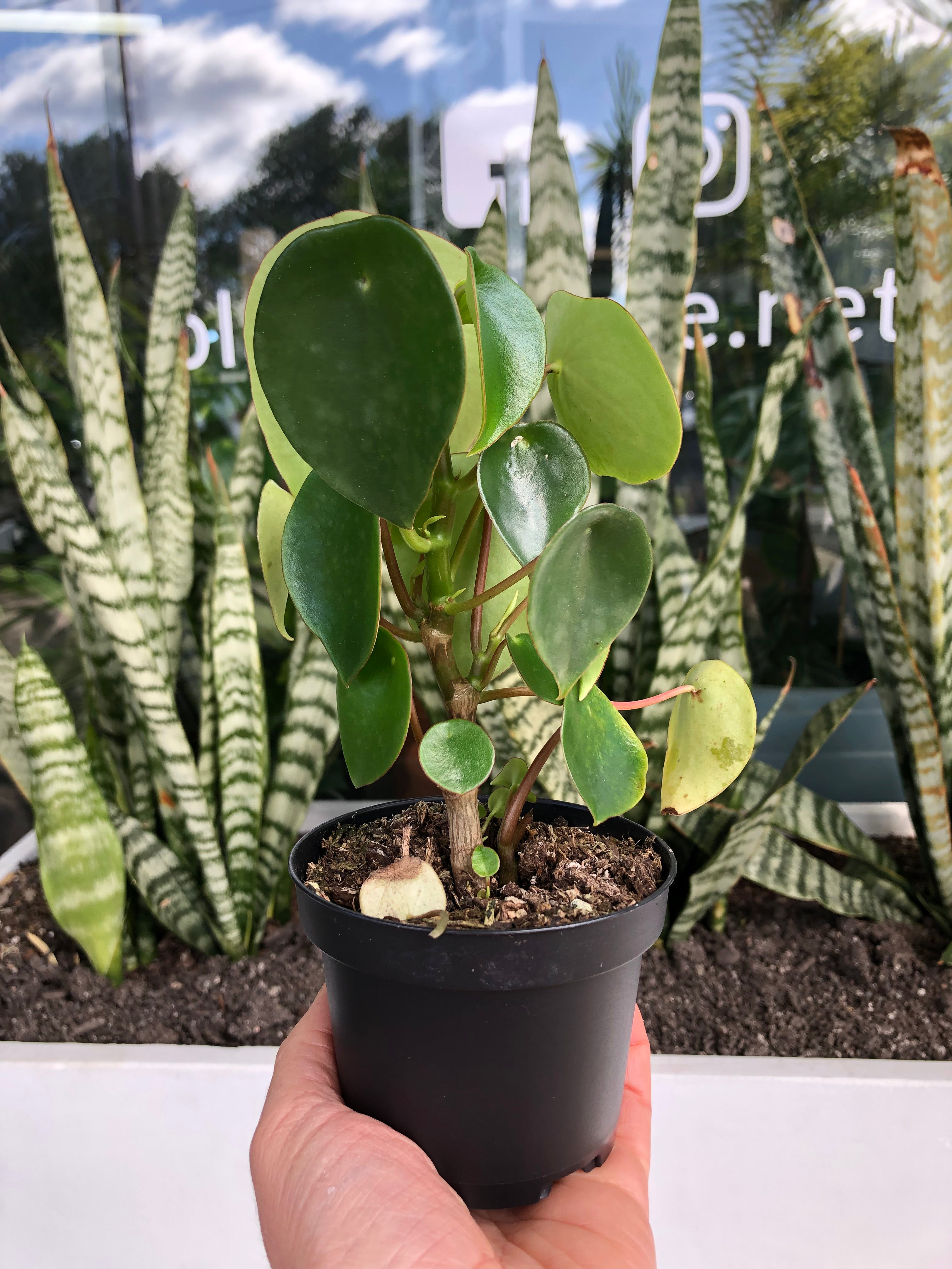 Peperomia polybotrya - Teardrop Peperomia