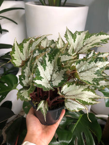 Begonia rex ‘Sumatra’ - Painted Leaf Begonia