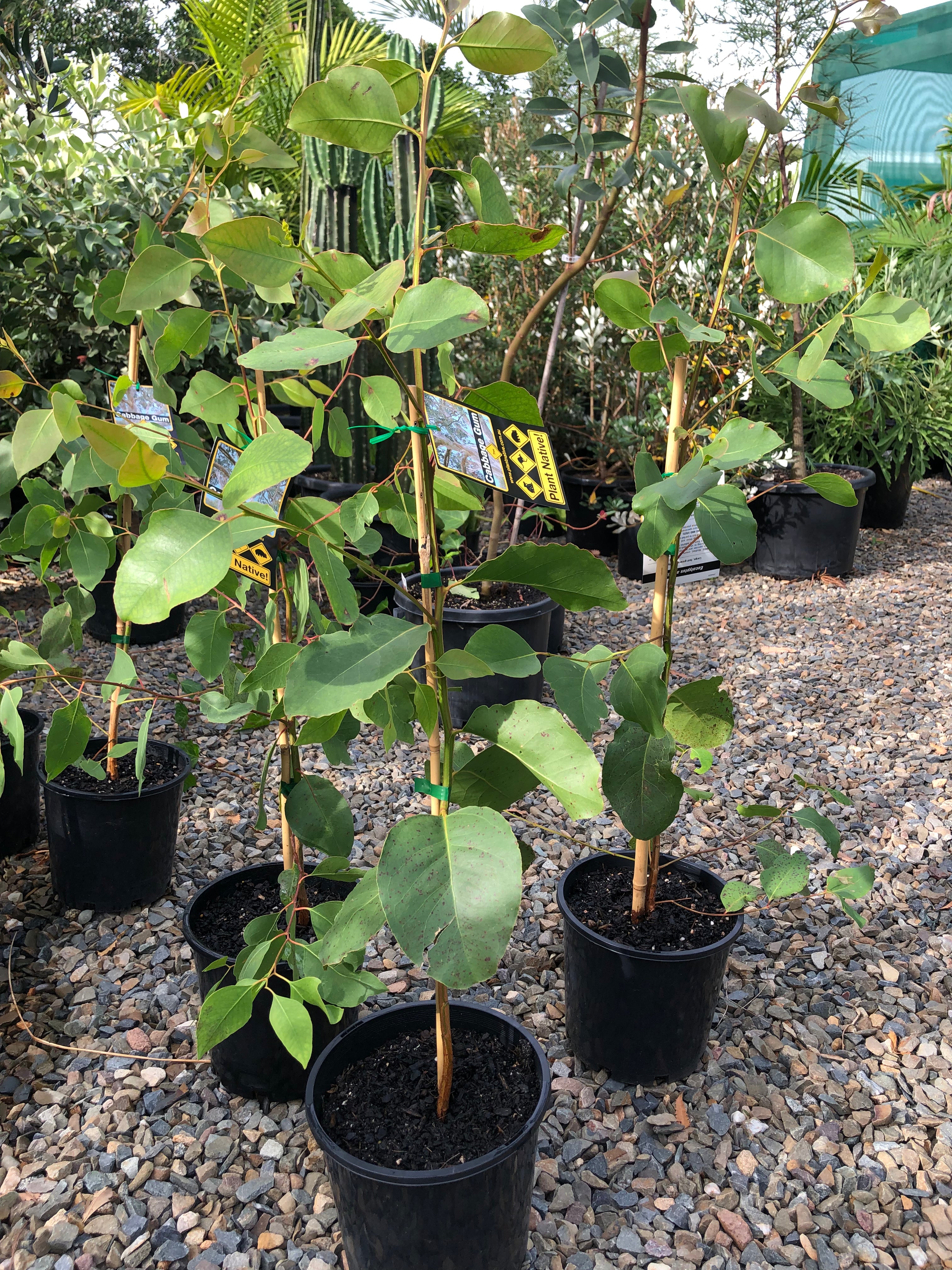Eucalyptus amplifolia - Cabbage Gum