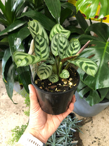 Ctenanthe burle-marxii - Fishbone Prayer Plant