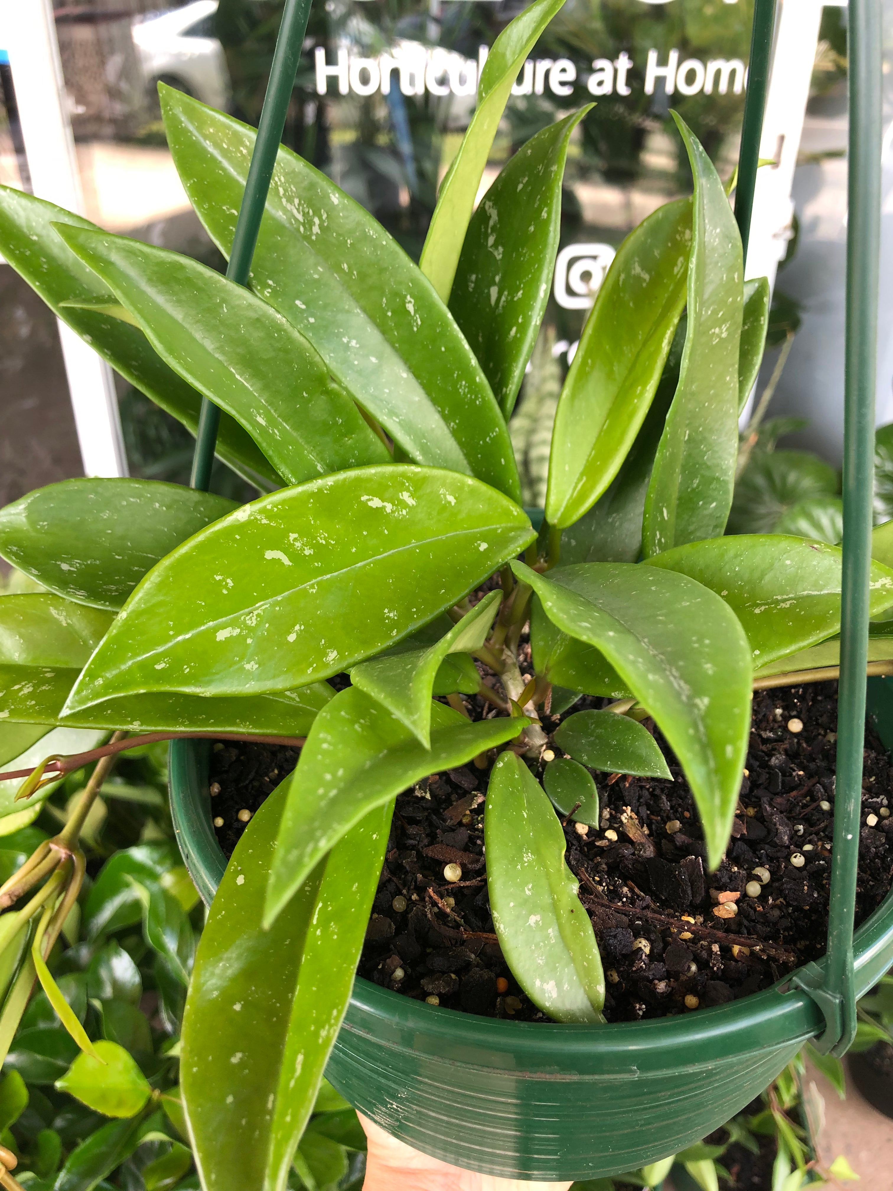 Hoya pubicalyx - Wax Plant