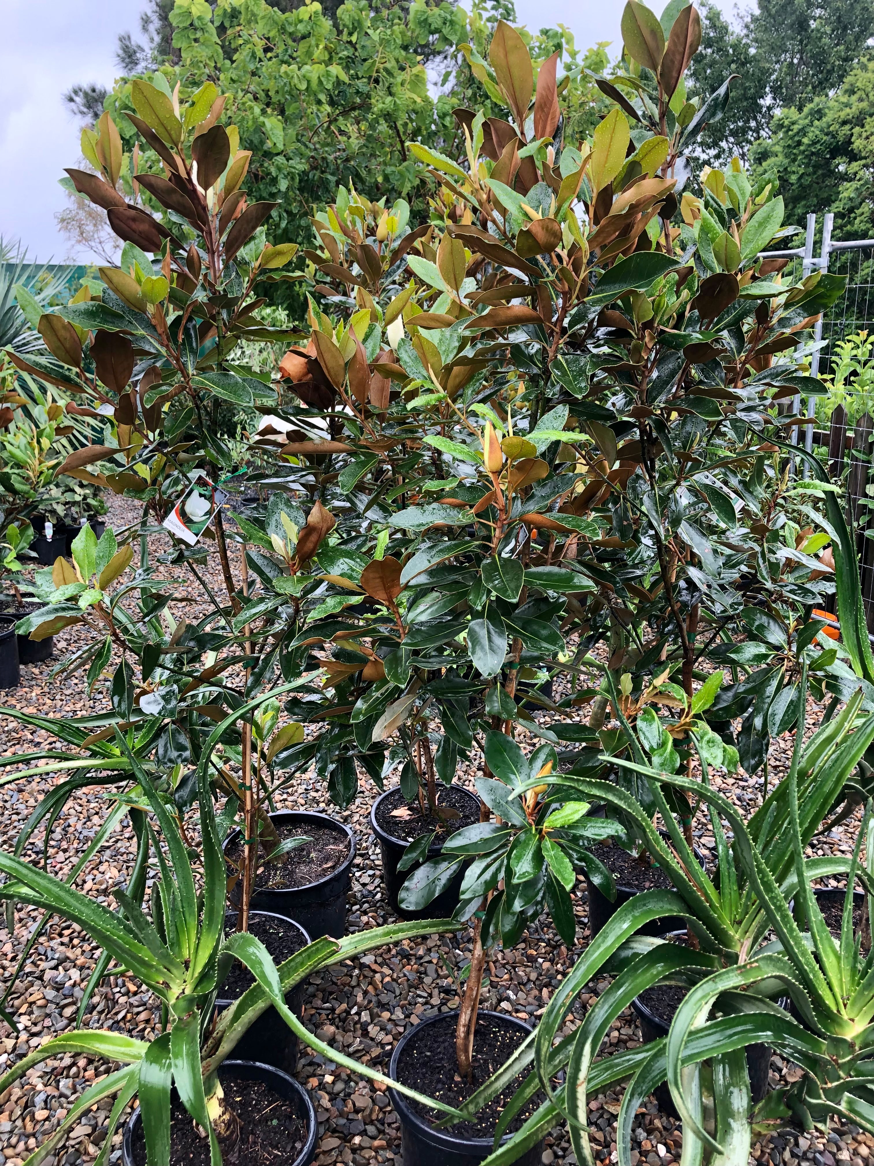 Magnolia grandiflora - Little Gem