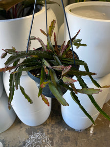 Lepismium cruciforme - Hurricane Cactus