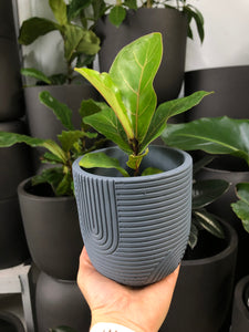 Sierra Indoor Pot
