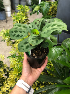 Maranta leuconeura - Prayer Plant