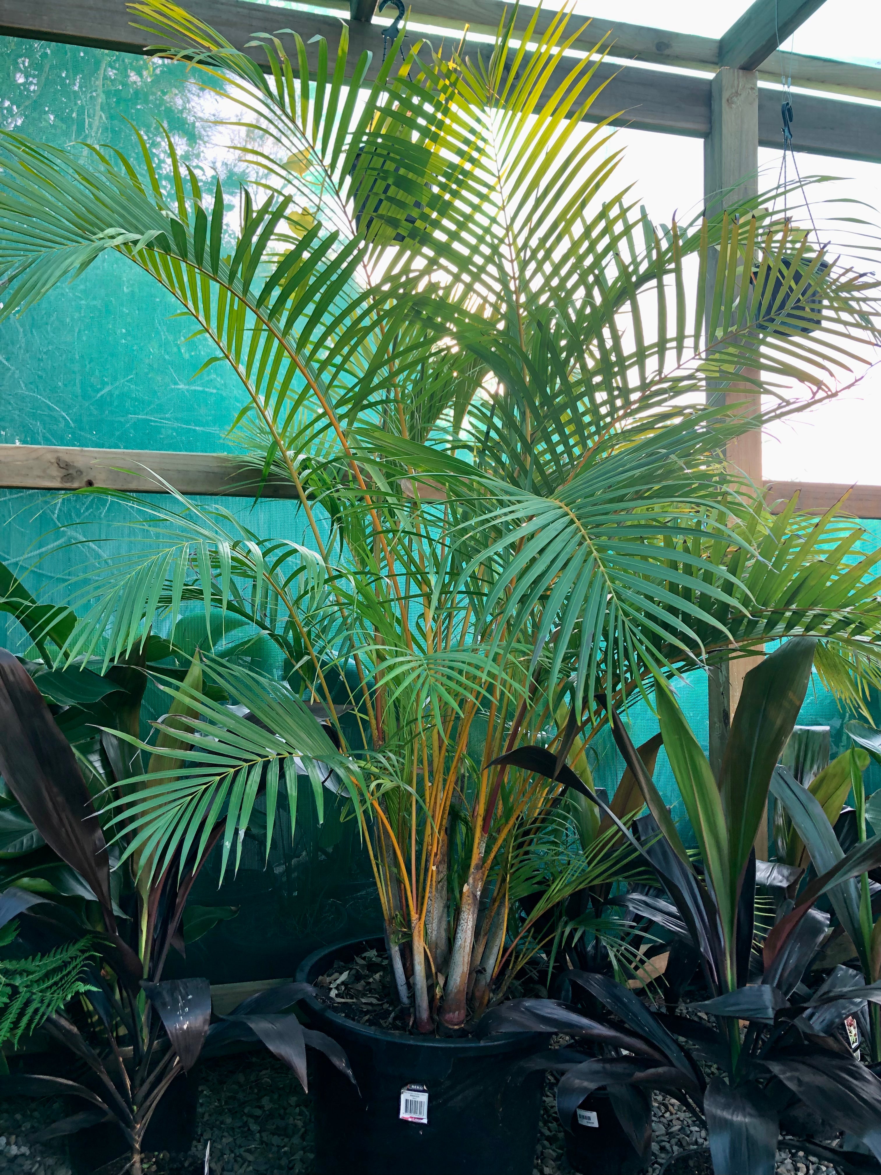 Dypsis lutescens - Golden Cane Palm