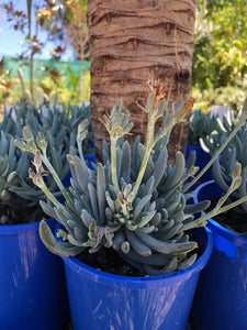 Senecio serpens - Chalk Sticks