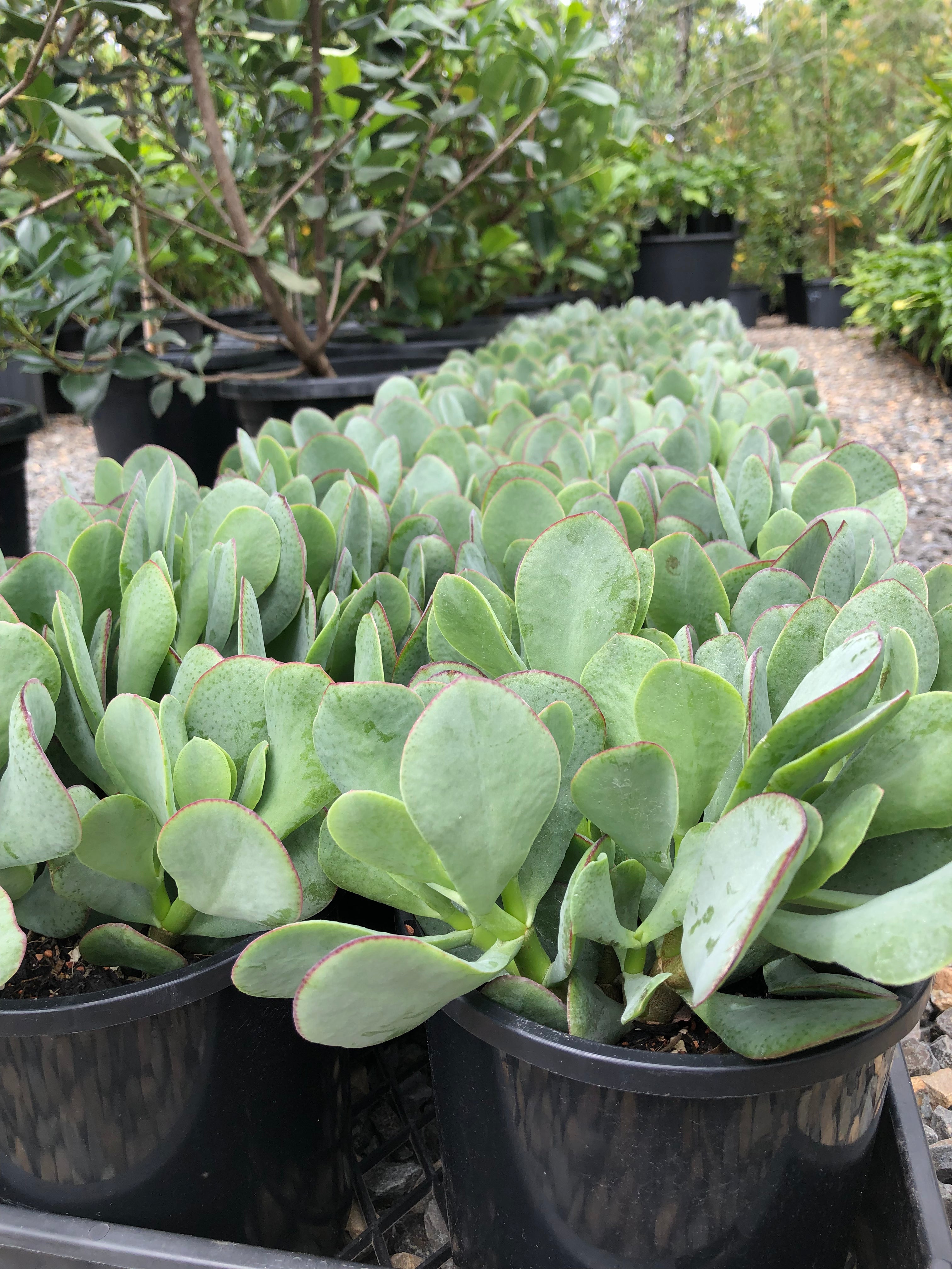 bluebird jade plant Crassula arborescens