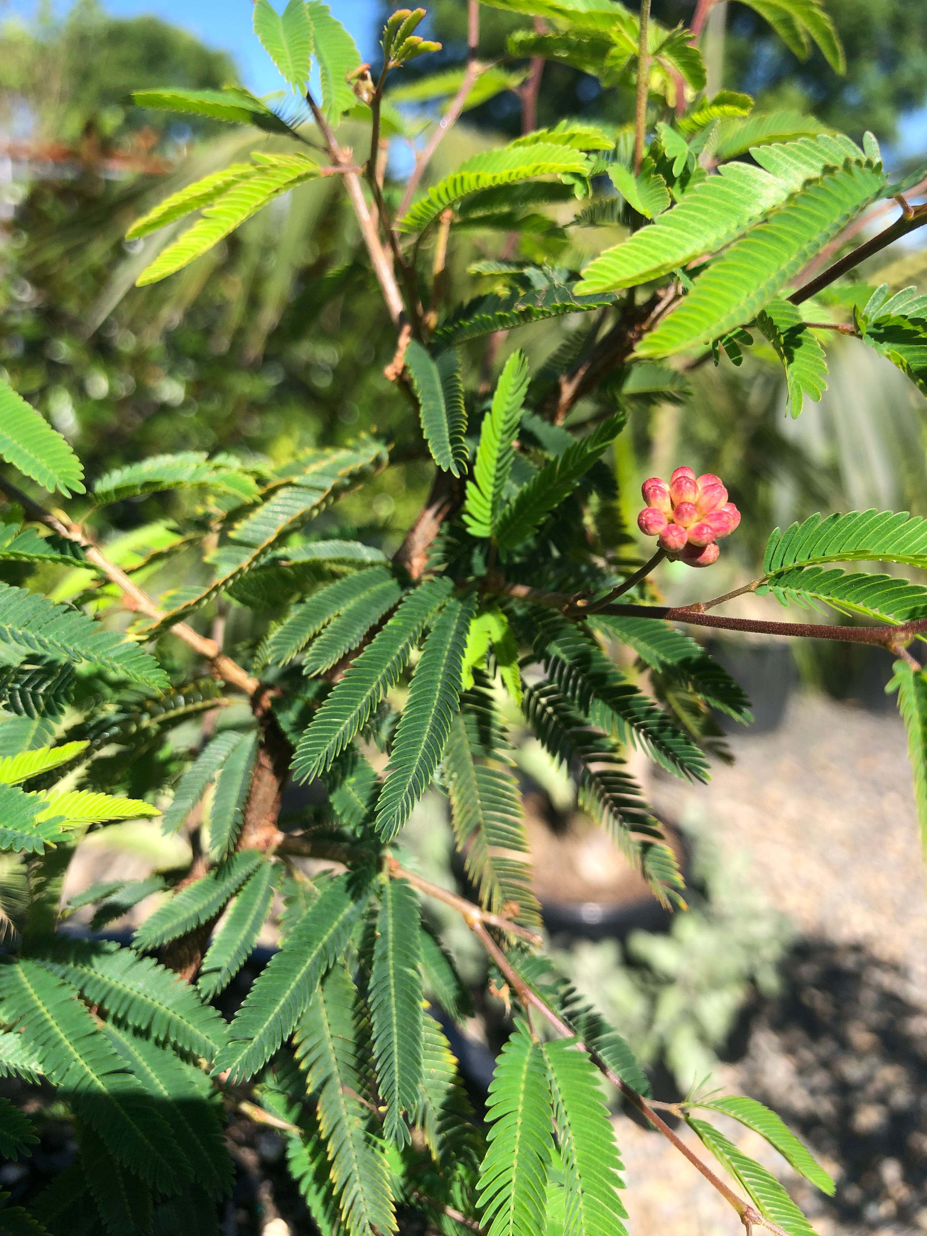 Calliandra brevipes - Pink Powderpuff