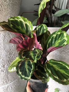 Calathea veitchiana -  Medallion Prayer Plant