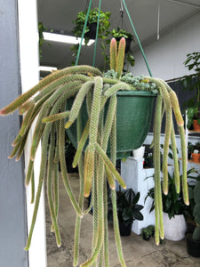 Disocactus flagelliformis - Rat Tail Cactus