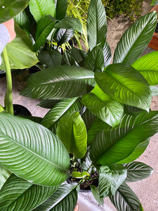 Spathiphyllum 'Sensation' - Peace Lily