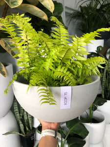ECOPOTS Brussels