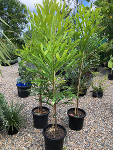 Alloxylon flammeum - Queensland Tree Waratah