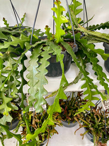 Selenicereus anthonyanus - Zigzag Cactus