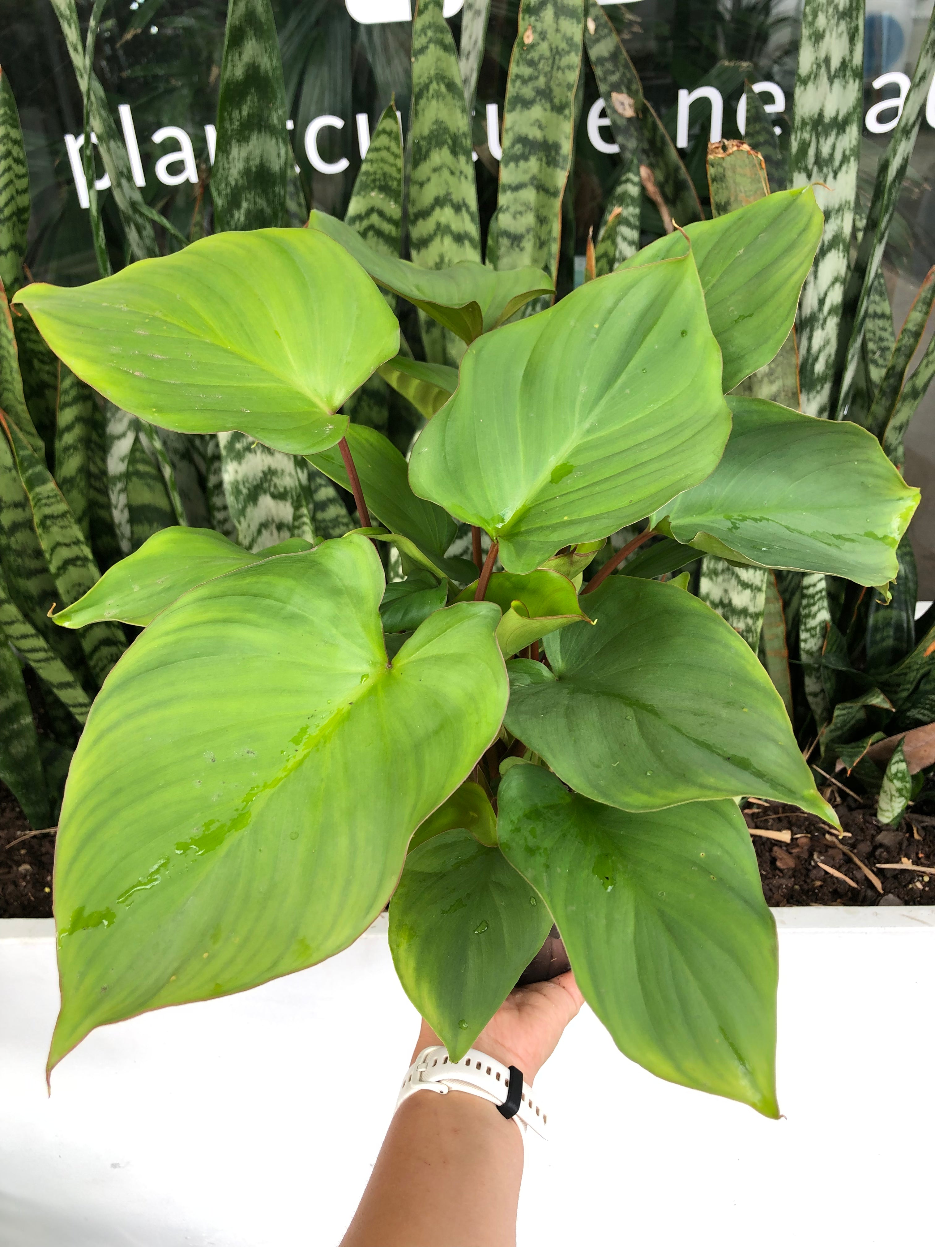 Homalomena 'Maggi' - Queen of Hearts