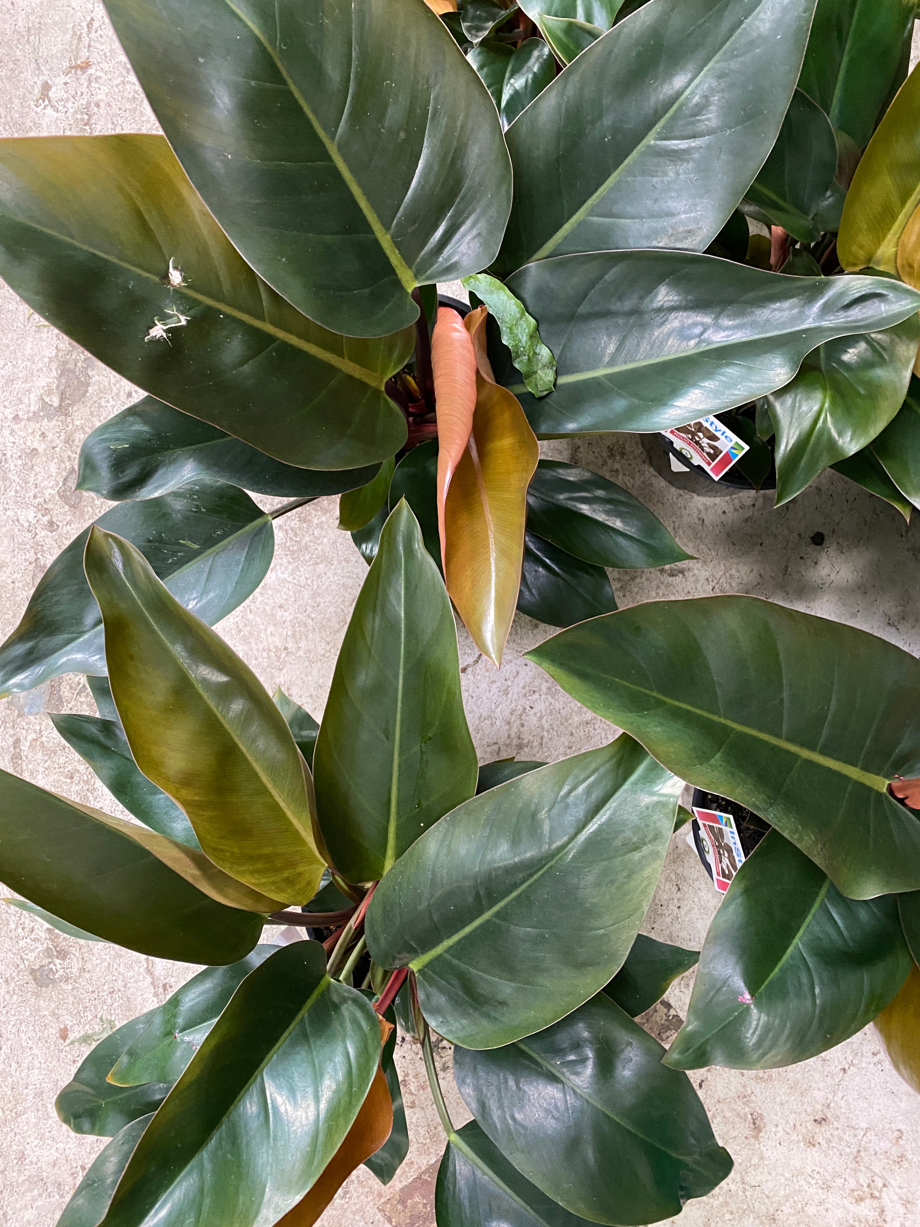 Philodendron tatei - Rojo Congo