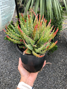 Aloe hybrida - Aloe Echidna