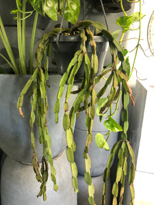 Rhipsalis paradoxa - Chain Cactus