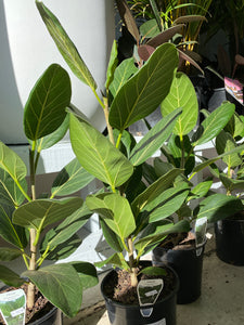 Ficus benghalensis 'Audrey' - Ficus Audrey