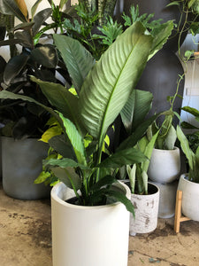 Spathiphyllum 'Blue Moon' - Peace Lily