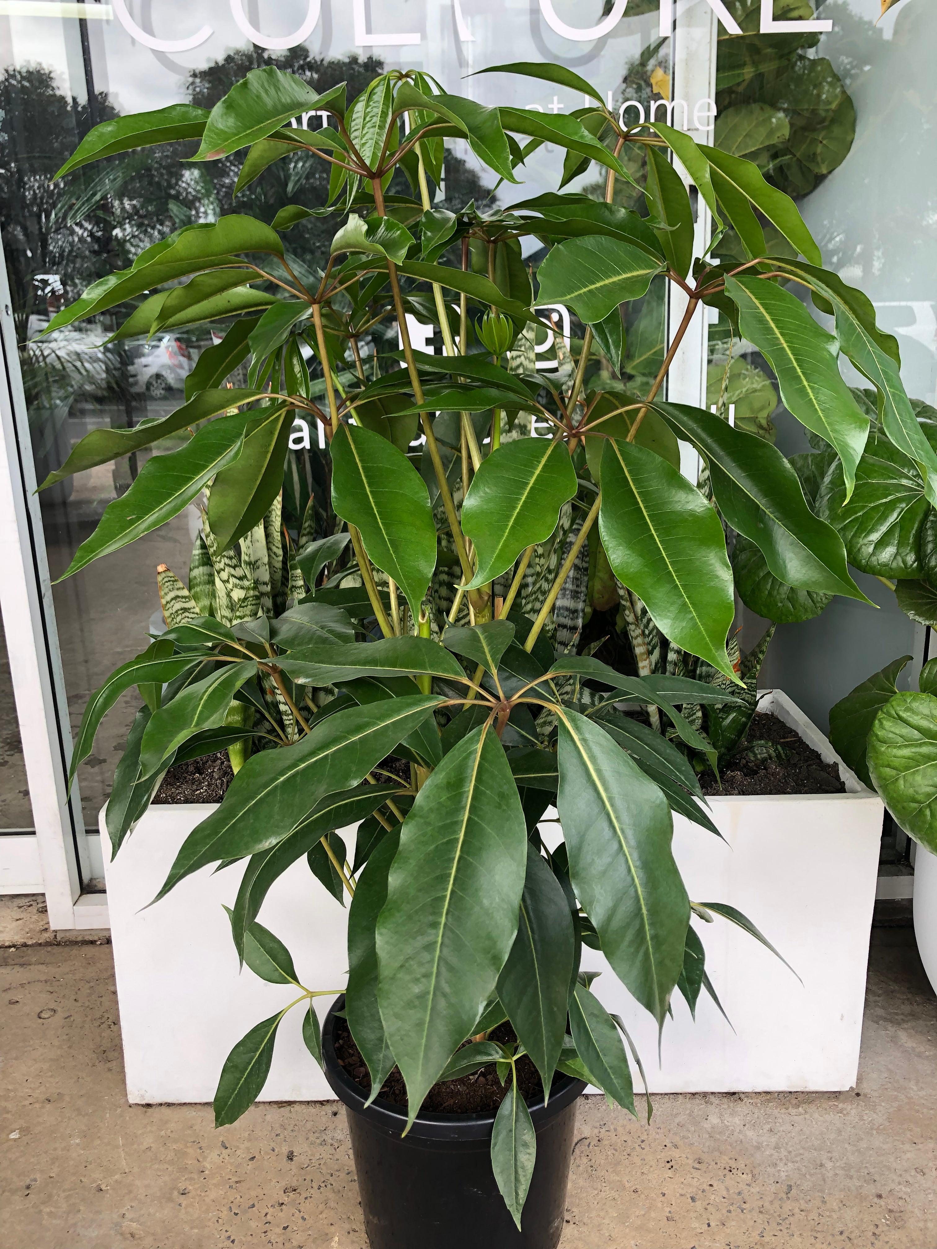 Tupidanthus calyptratus - Umbrella Tree