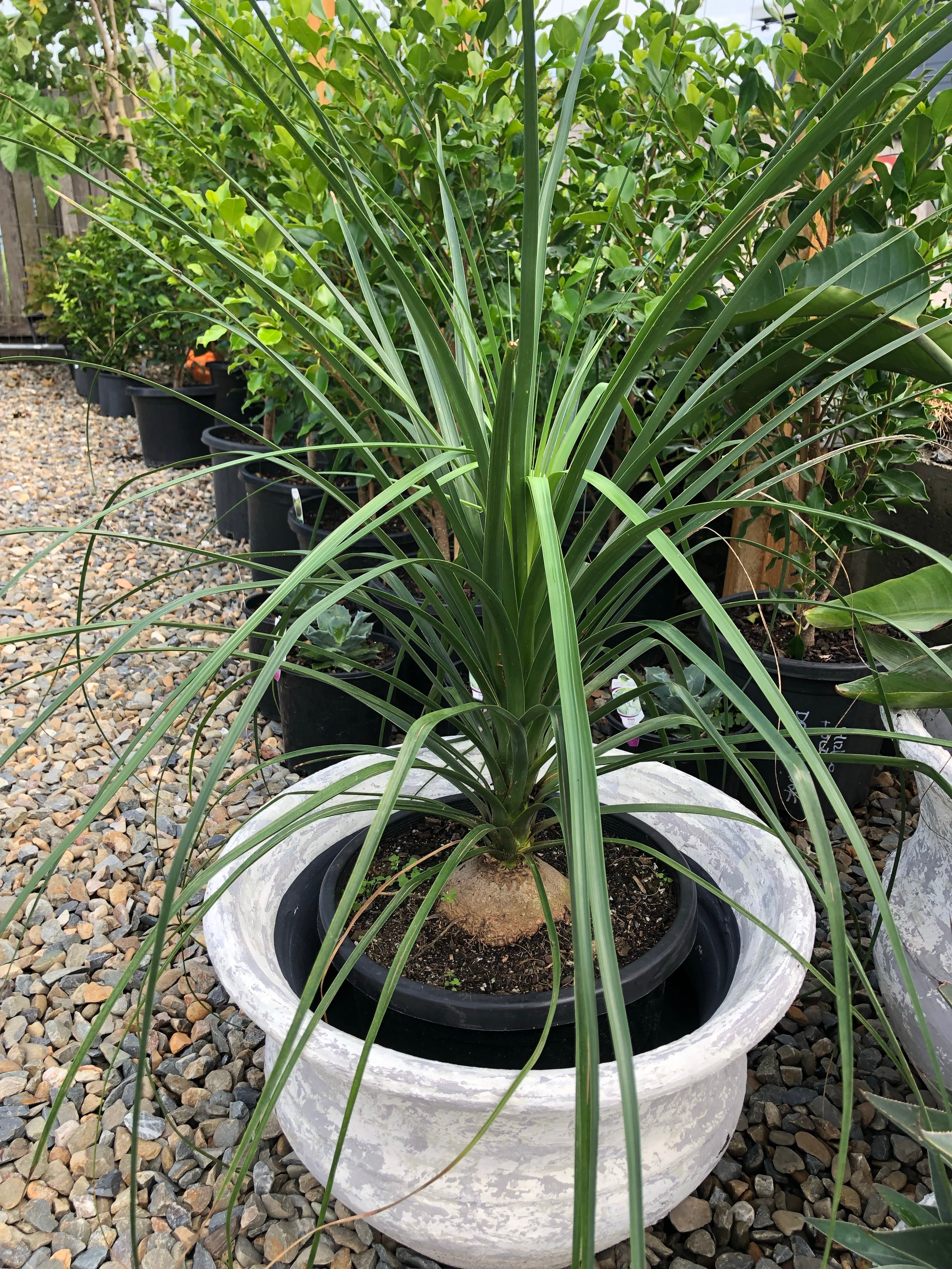 Beaucarnea recurvata - Ponytail Palm