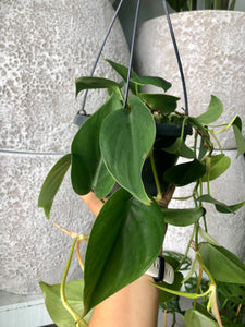 Philodendron cordatum - Heart Leaf Philodendron