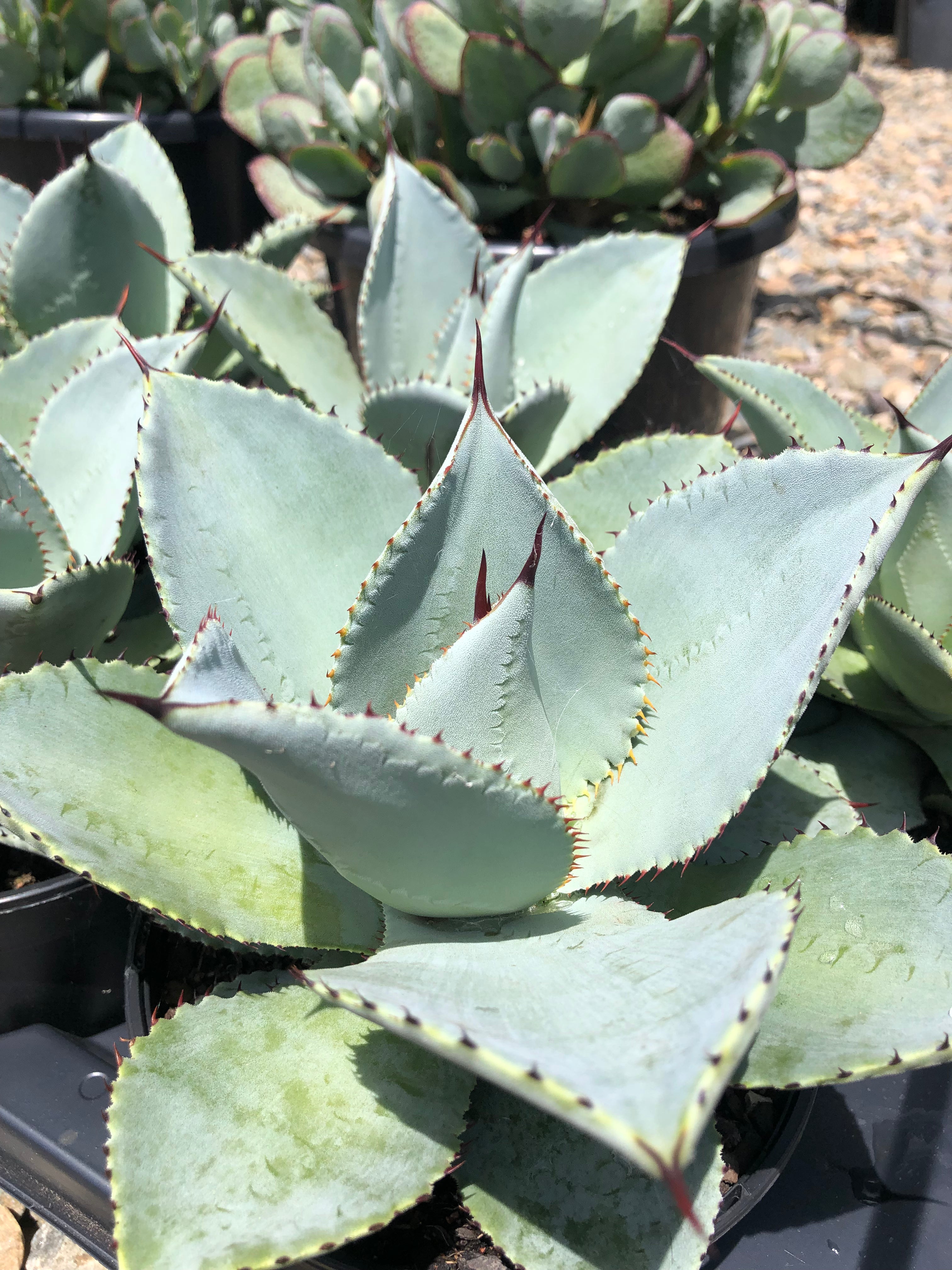 Agave pygmaea - Dragon Toes