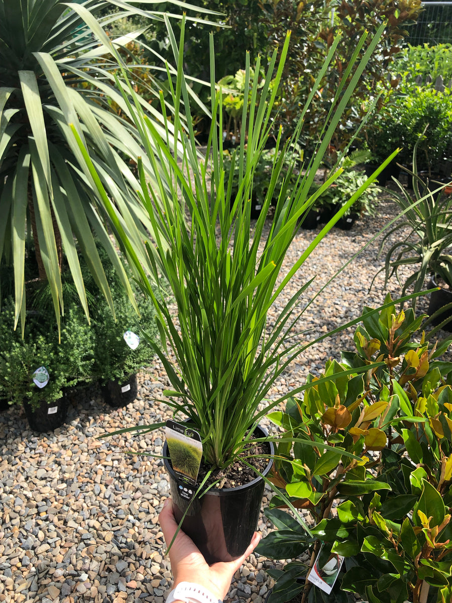 Lomandra longifolia ‘Lime Tuff’ – Plant Culture