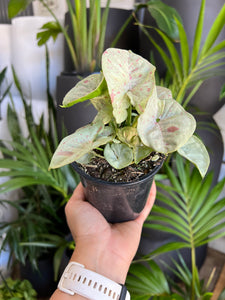 Syngonium podophyllum ‘Confetti’ - Arrowhead Plant