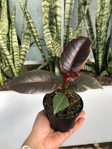 Ficus elastica ‘Ruby’ - Ruby Rubber Plant