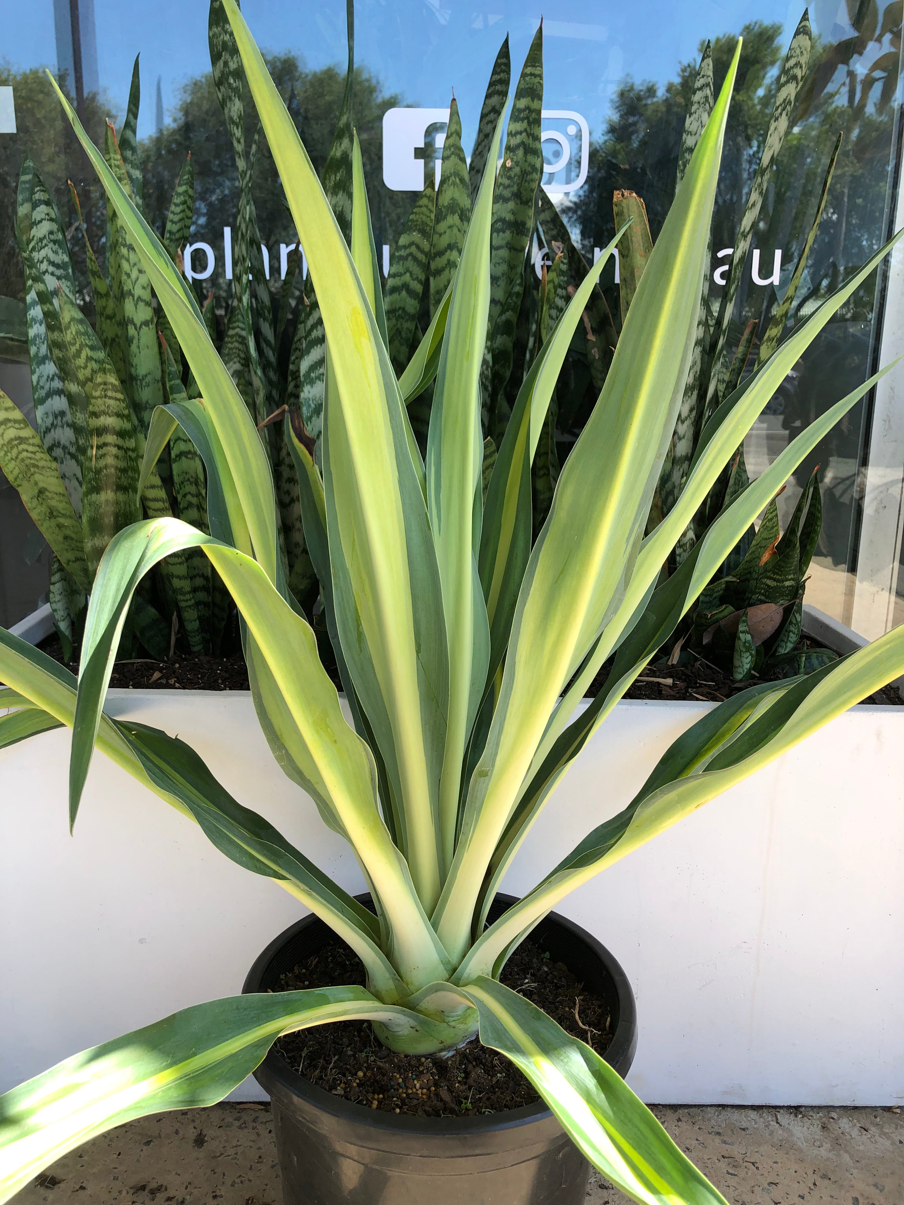 Beschorneria yuccoides ‘Flamingo Glow’ - Mexican Lily