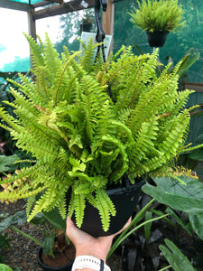 Nephrolepis exaltata - Boston Fern