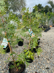 Grevillea bipinnatifida x banksii - Superb