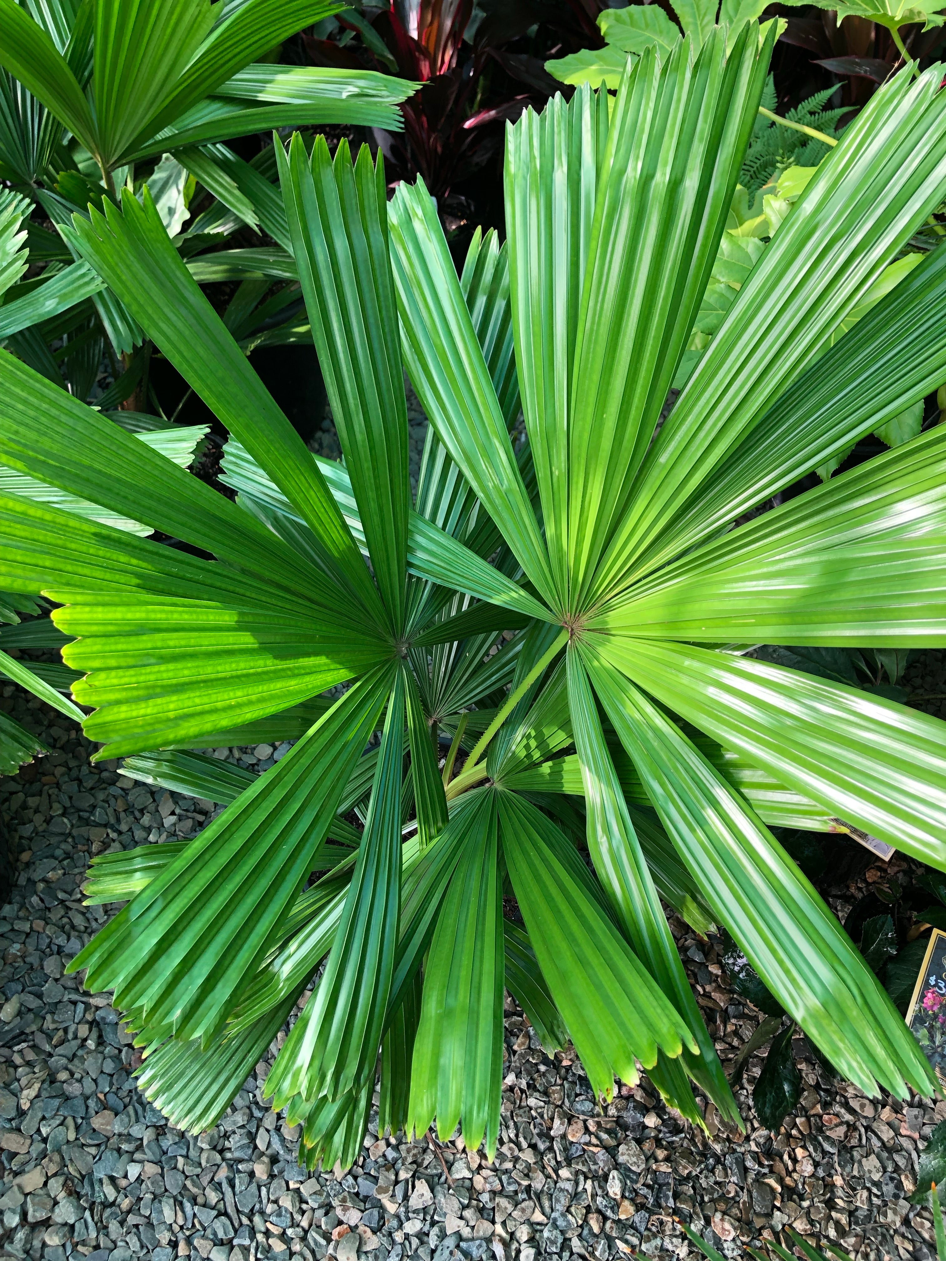 Licuala ramsayii - Australian Fan Palm