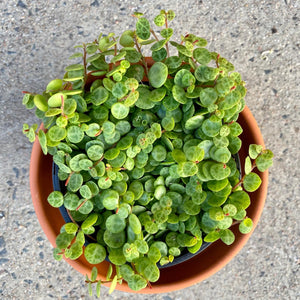 Terracotta Cone Traditional Pot