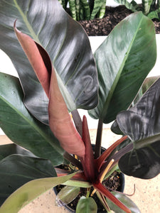 Philodendron erubescens - Imperial Red Philodendron